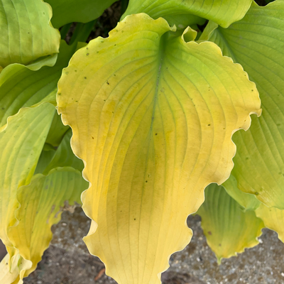 Shadowland 'Echo the Sun' Hosta up close.