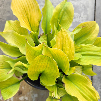 Shadowland 'Echo the Sun' Shadowland 'Echo the Sun' Hosta in focus.