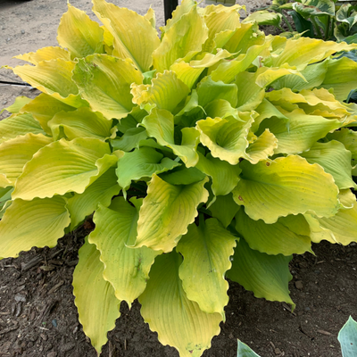 Shadowland 'Echo the Sun' Hosta in focus.