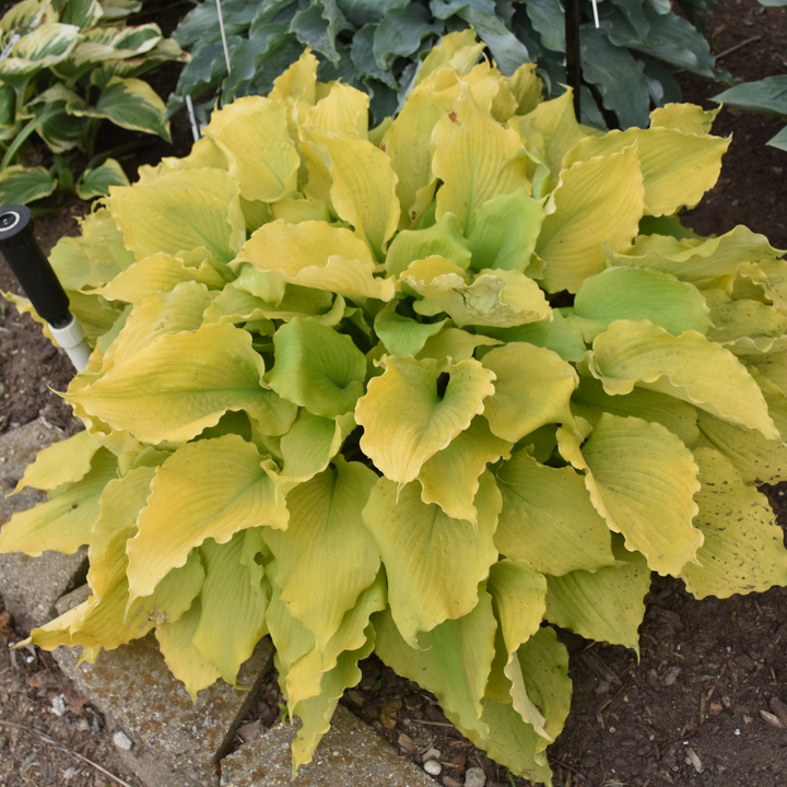 Hosta | Shadowland® 'Echo the Sun' | Proven Winners® Perennials