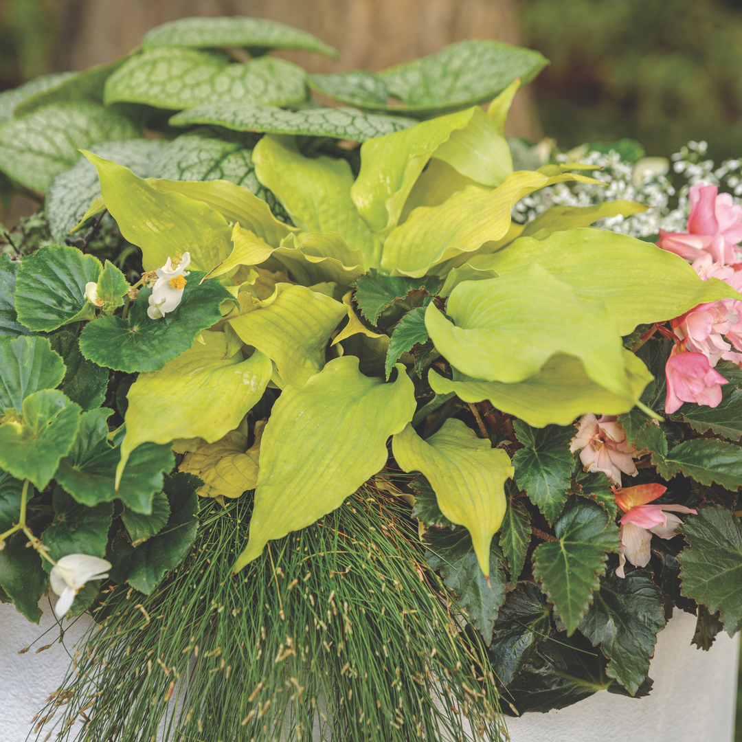 Hosta | Shadowland® 'Echo the Sun' | Proven Winners® Perennials