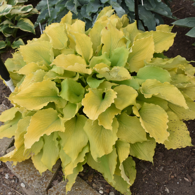 Shadowland 'Echo the Sun' Hosta in use.