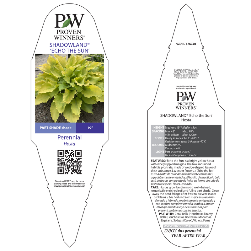 Hosta | Shadowland® 'Echo the Sun' | Proven Winners® Perennials
