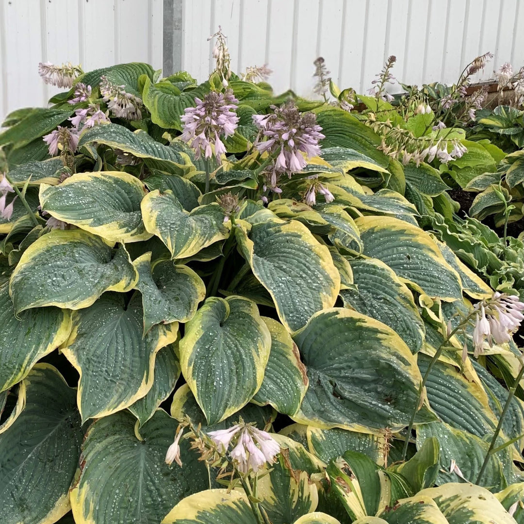 Hosta | Shadowland® 'Gigantosaurus' | Proven Winners® Perennials
