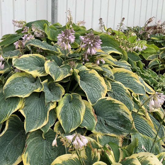 Shadowland® 'Gigantosaurus' (Hosta hybrid)
