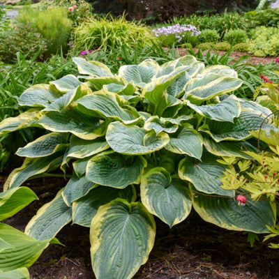 Shadowland® 'Gigantosaurus' (Hosta hybrid)