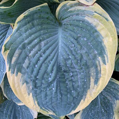 Shadowland® 'Gigantosaurus' (Hosta hybrid)