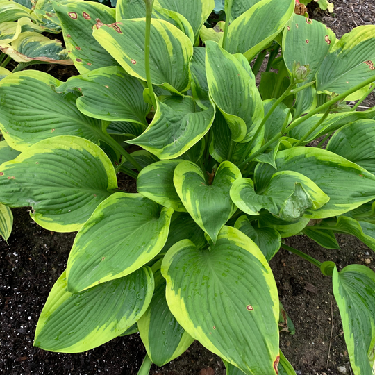 Shadowland® 'Lone Star' (Hosta hybrid)