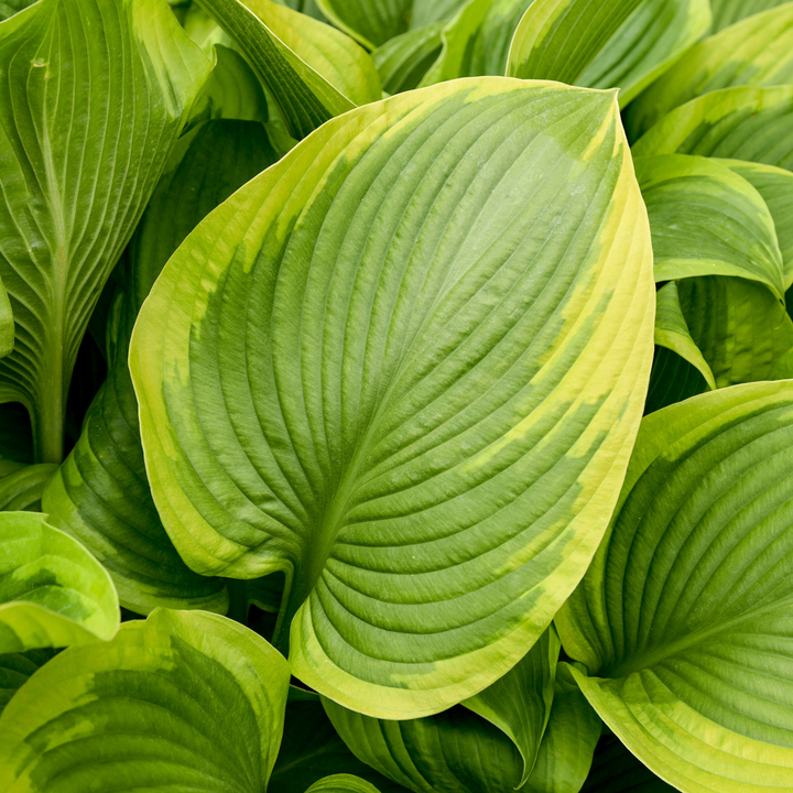 Hosta | Shadowland® 'Lone Star' | Proven Winners® Perennials