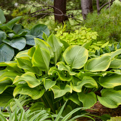 Shadowland® 'Lone Star' (Hosta hybrid) | Proven Winners® New Variety 2025