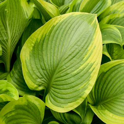 Shadowland® 'Lone Star' (Hosta hybrid) | Proven Winners® New Variety 2025