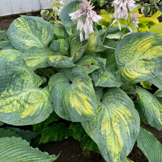 Shadowland® 'Sound of Music' (Hosta hybrid)