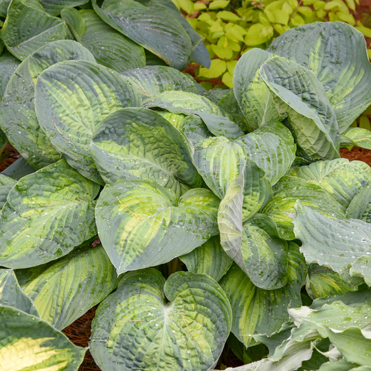 Shadowland® 'Sound of Music' (Hosta hybrid)