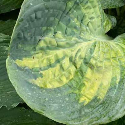 Shadowland® 'Sound of Music' (Hosta hybrid) - Proven Winners® New Variety 2025!