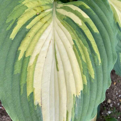 Shadowland 'Love Story' Hosta up close.