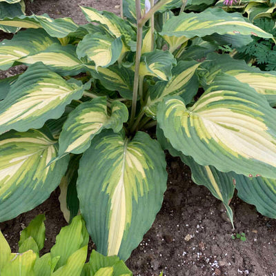 Shadowland 'Love Story' Hosta in focus.