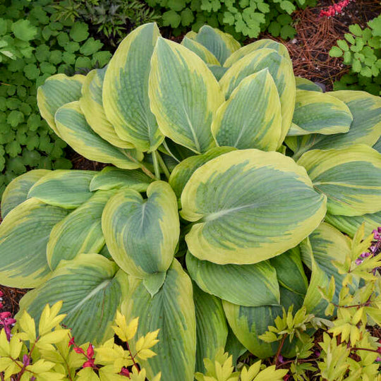 Shadowland® 'Chance Encounter' Hosta | Proven Winners® New Variety 2026