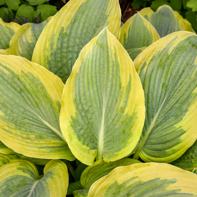 Shadowland® 'Chance Encounter' Hosta | Proven Winners® New Variety 2026