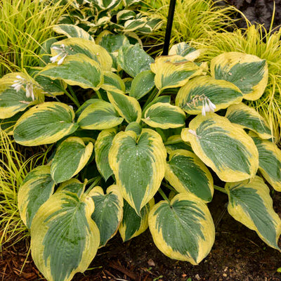Shadowland® 'Chance Encounter' Hosta | Proven Winners® New Variety 2026