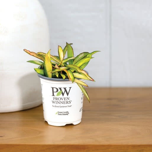 Wax Vine | leafjoy littles™ Endless Cascades™ Kelp Grove