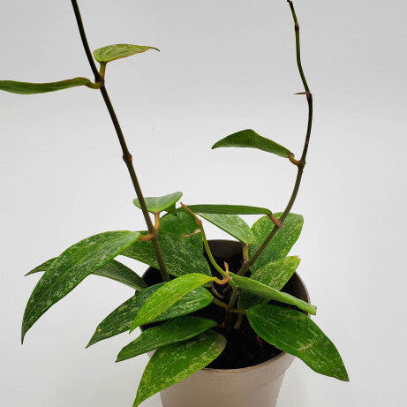 Wax Vine | leafjoy® Endless Cascades™ Fresh Rain™ | Proven Winners