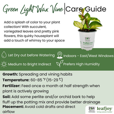 leafjoy® Endless Cascades™ Green Light™ Wax Vine detailed care information.