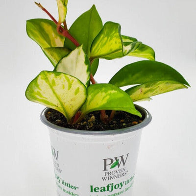 leafjoy Endless Cascades Green Light Endless Cascades Green Light Wax Vine in container.