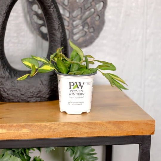 leafjoy littles™ Endless Cascades™ Sea Stones™ Wax Vine (Hoya burtoniae)