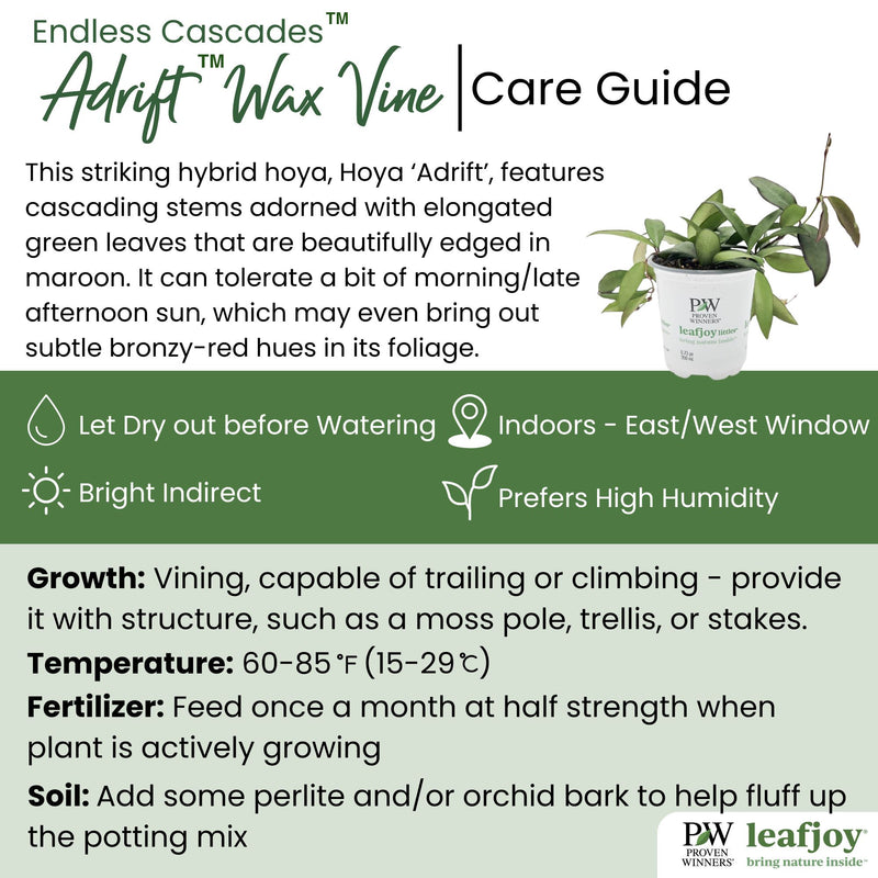 Endless Cascades Adrift Wax Vine detailed care information.