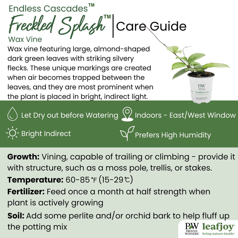 Endless Cascades Freckled Splash Wax Vine detailed care information.