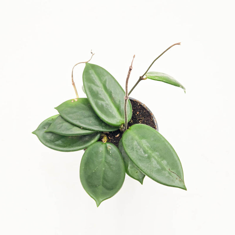 leafjoy littles™ Endless Cascades™ Vangviengiensis Wax Vine (Hoya)