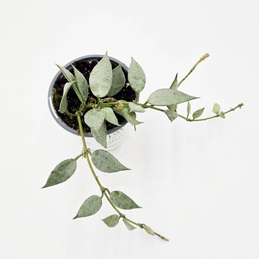 Wax Vine | leafjoy littles™ Endless Cascades™ Misty Morning