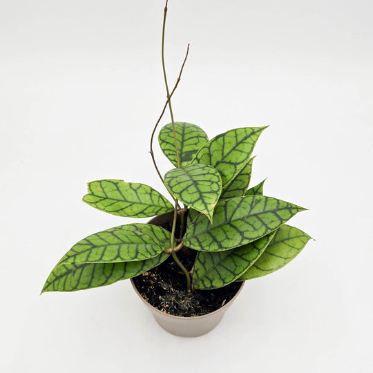 leafjoy® Endless Cascades™ Shadow Falls™ Wax Vine (Hoya callistophylla)