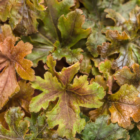 Fun and Games® 'Hopscotch' Foamy Bells (Heucherella hybrid)