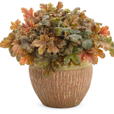 Fun and Games® 'Hopscotch' Foamy Bells (Heucherella hybrid)