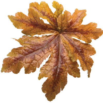 Fun and Games® 'Hopscotch' Foamy Bells (Heucherella hybrid)