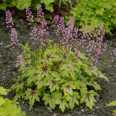 Fun and Games® 'Eye Spy' Foamy Bells (Heucherella hybrid)