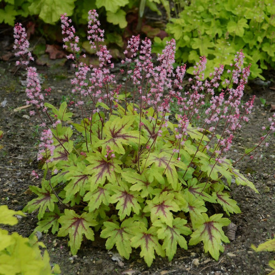 Fun and Games® 'Eye Spy' Foamy Bells (Heucherella hybrid)