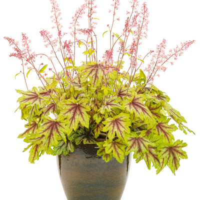 Fun and Games® 'Eye Spy' Foamy Bells (Heucherella hybrid)