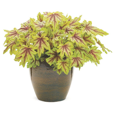 Fun and Games® 'Eye Spy' Foamy Bells (Heucherella hybrid)