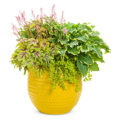 Fun and Games® 'Eye Spy' Foamy Bells (Heucherella hybrid)