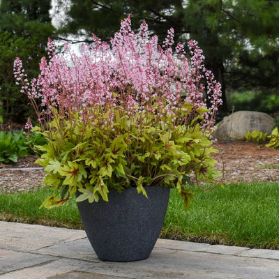 Fun and Games® 'Eye Spy' Foamy Bells (Heucherella hybrid)