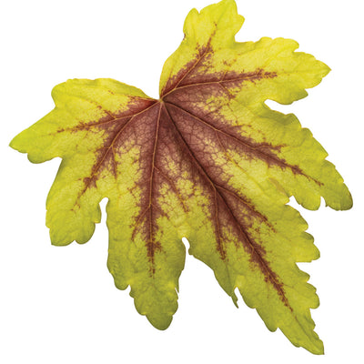 Fun and Games® 'Eye Spy' Foamy Bells (Heucherella hybrid)