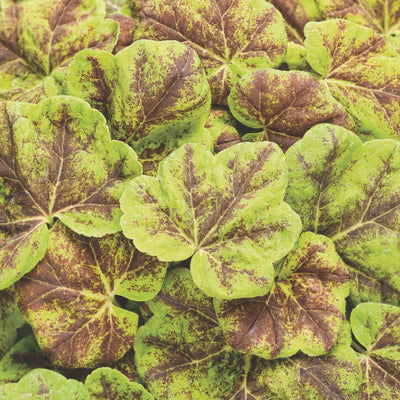 Fun and Games® 'Capture the Flag' Foamy Bells (Heucherella hybrid)