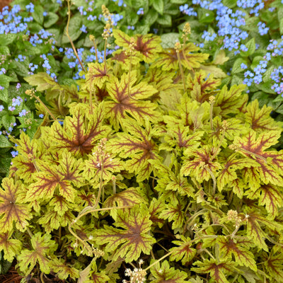 Fun and Games® 'Capture the Flag' Foamy Bells (Heucherella hybrid)