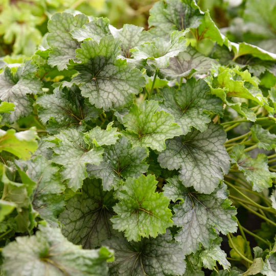 Fun and Games® 'Shadow Tag' Foamy Bells (Heucherella hybrid)