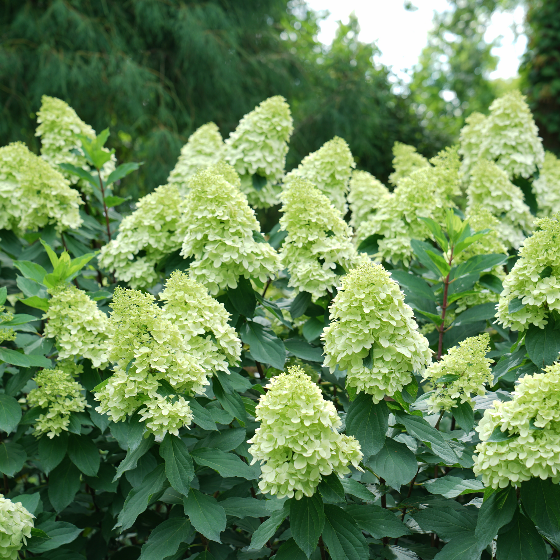 Limelight Panicle Hydrangea