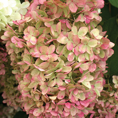 'Limelight' Panicle Hydrangea up close.