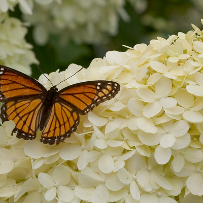 'Limelight' 'Limelight' Panicle Hydrangea up close.