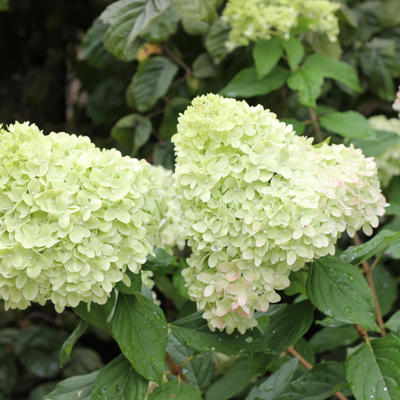 'Limelight' 'Limelight' Panicle Hydrangea up close.